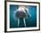 Adult Male Walrus, Lagoya, Svalbard, Norway-Paul Souders-Framed Photographic Print