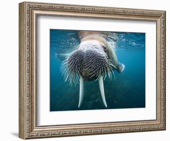 Adult Male Walrus, Lagoya, Svalbard, Norway-Paul Souders-Framed Photographic Print