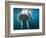 Adult Male Walrus, Lagoya, Svalbard, Norway-Paul Souders-Framed Photographic Print