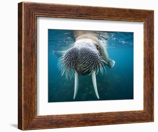 Adult Male Walrus, Lagoya, Svalbard, Norway-Paul Souders-Framed Photographic Print