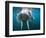 Adult Male Walrus, Lagoya, Svalbard, Norway-Paul Souders-Framed Photographic Print