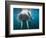 Adult Male Walrus, Lagoya, Svalbard, Norway-Paul Souders-Framed Photographic Print