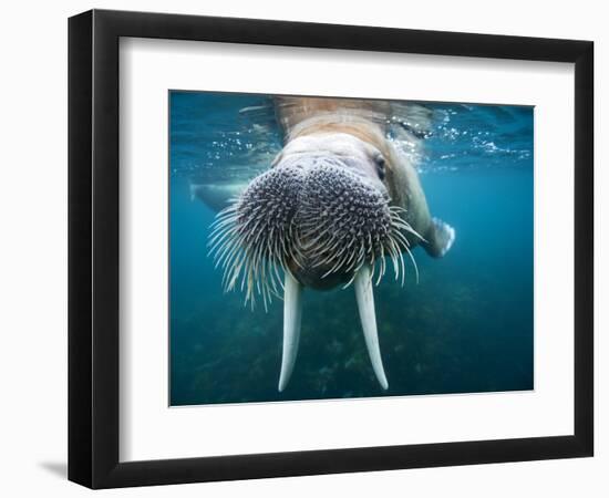 Adult Male Walrus, Lagoya, Svalbard, Norway-Paul Souders-Framed Photographic Print