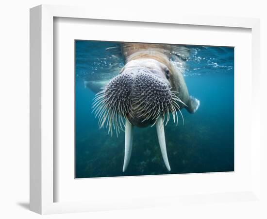 Adult Male Walrus, Lagoya, Svalbard, Norway-Paul Souders-Framed Photographic Print