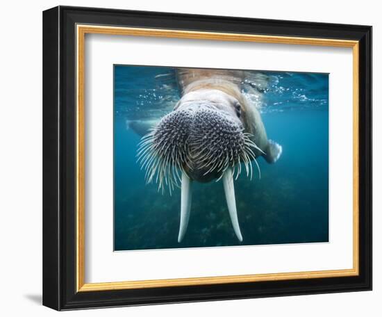 Adult Male Walrus, Lagoya, Svalbard, Norway-Paul Souders-Framed Photographic Print