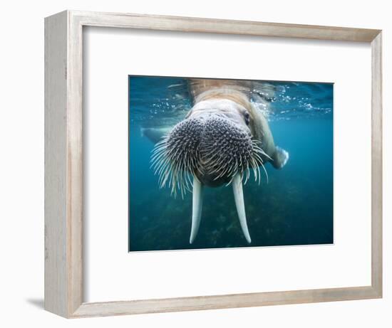 Adult Male Walrus, Lagoya, Svalbard, Norway-Paul Souders-Framed Photographic Print