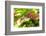 Adult Male Xantus's Hummingbird (Hylocharis Xantusii), Todos Santos, Baja California Sur-Michael Nolan-Framed Photographic Print