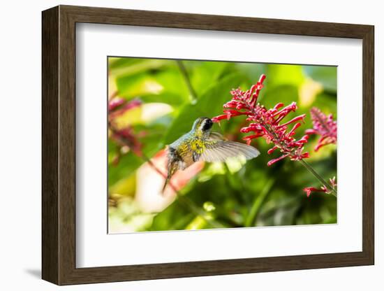 Adult Male Xantus's Hummingbird (Hylocharis Xantusii), Todos Santos, Baja California Sur-Michael Nolan-Framed Photographic Print