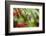 Adult Male Xantus's Hummingbird (Hylocharis Xantusii), Todos Santos, Baja California Sur-Michael Nolan-Framed Photographic Print