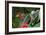 Adult Male Xantus's Hummingbird (Hylocharis Xantusii), Todos Santos, Baja California Sur-Michael Nolan-Framed Photographic Print