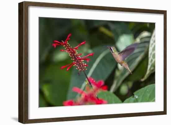 Adult Male Xantus's Hummingbird (Hylocharis Xantusii), Todos Santos, Baja California Sur-Michael Nolan-Framed Photographic Print