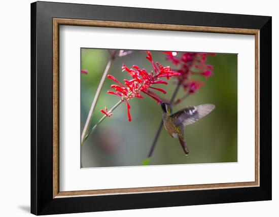 Adult Male Xantus's Hummingbird (Hylocharis Xantusii), Todos Santos, Baja California Sur-Michael Nolan-Framed Photographic Print