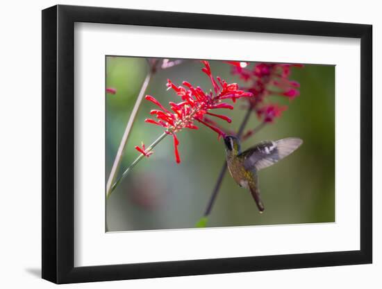 Adult Male Xantus's Hummingbird (Hylocharis Xantusii), Todos Santos, Baja California Sur-Michael Nolan-Framed Photographic Print