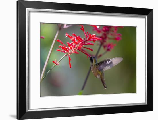 Adult Male Xantus's Hummingbird (Hylocharis Xantusii), Todos Santos, Baja California Sur-Michael Nolan-Framed Photographic Print