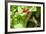 Adult Male Xantus's Hummingbird (Hylocharis Xantusii), Todos Santos, Baja California Sur-Michael Nolan-Framed Photographic Print