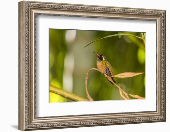 Adult Male Xantus's Hummingbird (Hylocharis Xantusii), Todos Santos, Baja California Sur-Michael Nolan-Framed Photographic Print