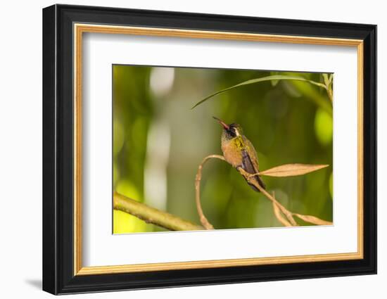 Adult Male Xantus's Hummingbird (Hylocharis Xantusii), Todos Santos, Baja California Sur-Michael Nolan-Framed Photographic Print