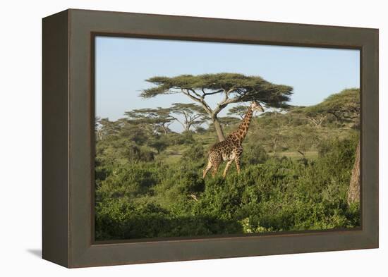 Adult Masai Giraffe Walks Through Green Shrubs and Acacia Trees-James Heupel-Framed Premier Image Canvas