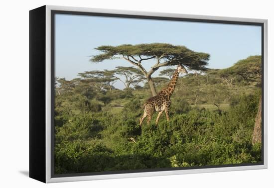 Adult Masai Giraffe Walks Through Green Shrubs and Acacia Trees-James Heupel-Framed Premier Image Canvas