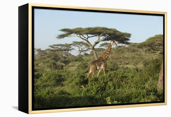 Adult Masai Giraffe Walks Through Green Shrubs and Acacia Trees-James Heupel-Framed Premier Image Canvas