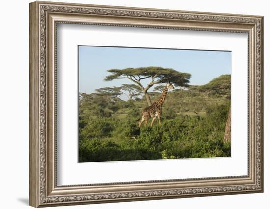 Adult Masai Giraffe Walks Through Green Shrubs and Acacia Trees-James Heupel-Framed Photographic Print