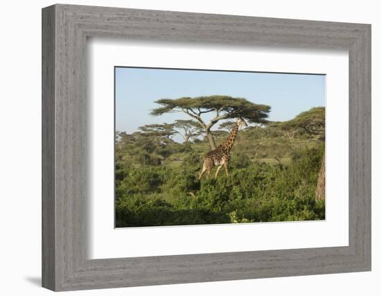 Adult Masai Giraffe Walks Through Green Shrubs and Acacia Trees-James Heupel-Framed Photographic Print