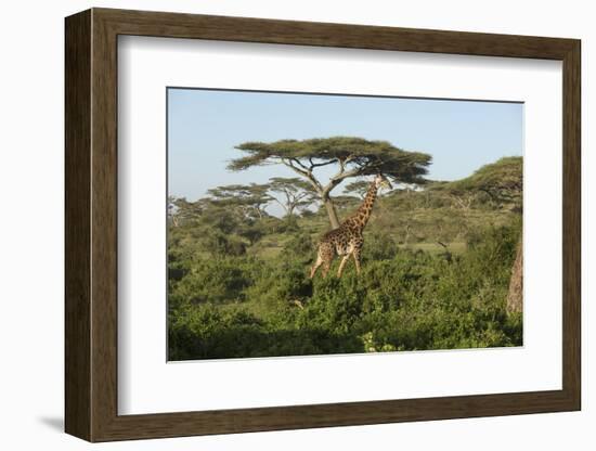 Adult Masai Giraffe Walks Through Green Shrubs and Acacia Trees-James Heupel-Framed Photographic Print