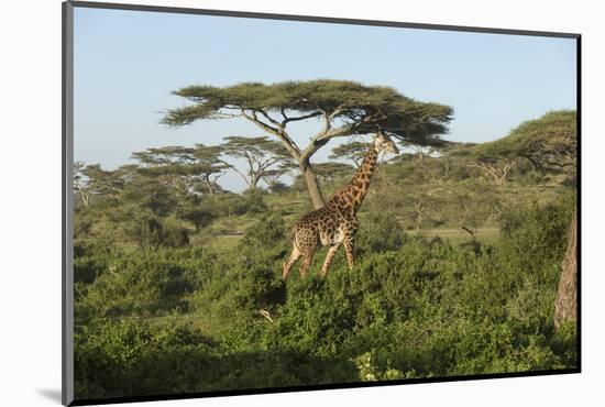 Adult Masai Giraffe Walks Through Green Shrubs and Acacia Trees-James Heupel-Mounted Photographic Print