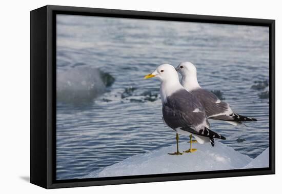 Adult Mew Gulls (Larus Canus) on Ice in Tracy Arm-Fords Terror Wilderness Area, Southeast Alaska-Michael Nolan-Framed Premier Image Canvas