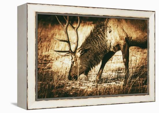 Adult North American Elk-duallogic-Framed Premier Image Canvas