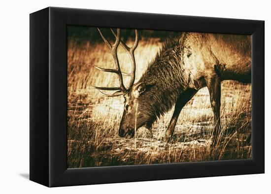 Adult North American Elk-duallogic-Framed Premier Image Canvas