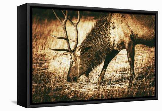 Adult North American Elk-duallogic-Framed Premier Image Canvas