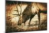 Adult North American Elk-duallogic-Mounted Photographic Print