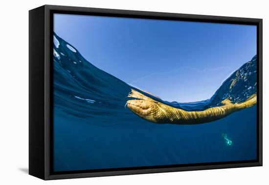 Adult olive-headed sea snake (Hydrophis major), swimming on Ningaloo Reef, Western Australia-Michael Nolan-Framed Premier Image Canvas