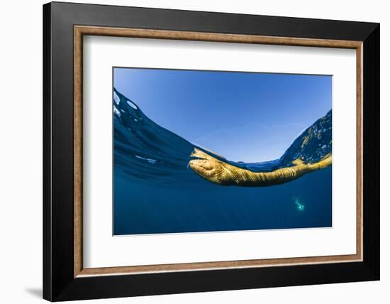 Adult olive-headed sea snake (Hydrophis major), swimming on Ningaloo Reef, Western Australia-Michael Nolan-Framed Photographic Print