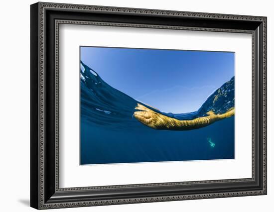 Adult olive-headed sea snake (Hydrophis major), swimming on Ningaloo Reef, Western Australia-Michael Nolan-Framed Photographic Print