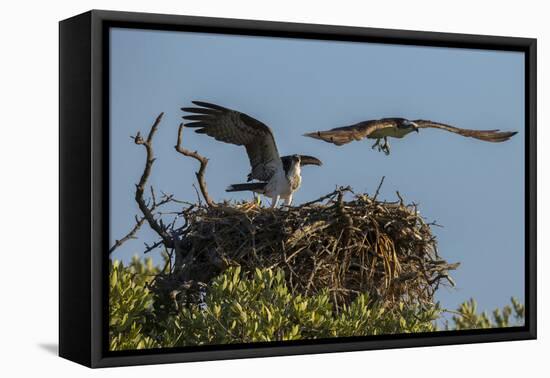 Adult Osprey Mate Leaving Nest, Flamingo, Everglades National Park, Florida-Maresa Pryor-Framed Premier Image Canvas