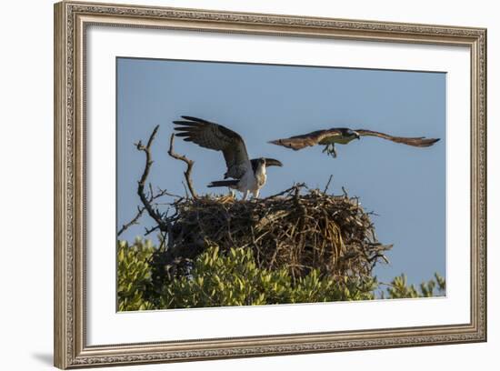 Adult Osprey Mate Leaving Nest, Flamingo, Everglades National Park, Florida-Maresa Pryor-Framed Photographic Print