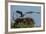 Adult Osprey Mate Leaving Nest, Flamingo, Everglades National Park, Florida-Maresa Pryor-Framed Photographic Print