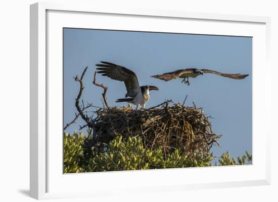 Adult Osprey Mate Leaving Nest, Flamingo, Everglades National Park, Florida-Maresa Pryor-Framed Photographic Print