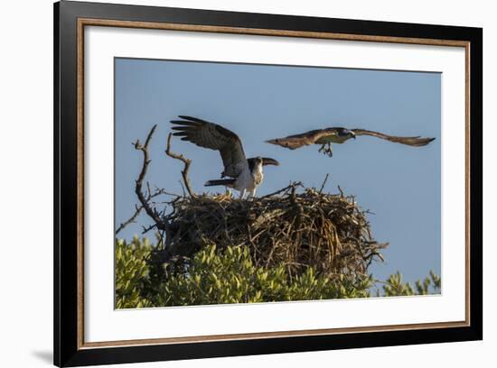 Adult Osprey Mate Leaving Nest, Flamingo, Everglades National Park, Florida-Maresa Pryor-Framed Photographic Print