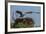 Adult Osprey Mate Leaving Nest, Flamingo, Everglades National Park, Florida-Maresa Pryor-Framed Photographic Print