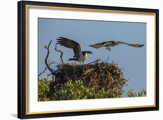 Adult Osprey Mate Leaving Nest, Flamingo, Everglades National Park, Florida-Maresa Pryor-Framed Photographic Print