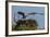 Adult Osprey Mate Leaving Nest, Flamingo, Everglades National Park, Florida-Maresa Pryor-Framed Photographic Print