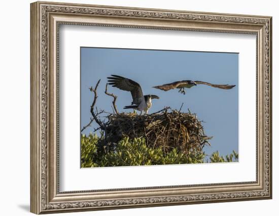 Adult Osprey Mate Leaving Nest, Flamingo, Everglades National Park, Florida-Maresa Pryor-Framed Photographic Print