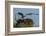 Adult Osprey Mate Leaving Nest, Flamingo, Everglades National Park, Florida-Maresa Pryor-Framed Photographic Print