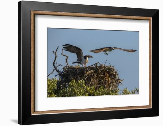 Adult Osprey Mate Leaving Nest, Flamingo, Everglades National Park, Florida-Maresa Pryor-Framed Photographic Print