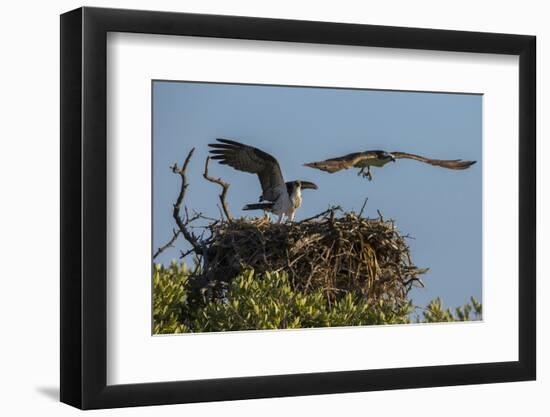 Adult Osprey Mate Leaving Nest, Flamingo, Everglades National Park, Florida-Maresa Pryor-Framed Photographic Print