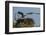 Adult Osprey Mate Leaving Nest, Flamingo, Everglades National Park, Florida-Maresa Pryor-Framed Photographic Print