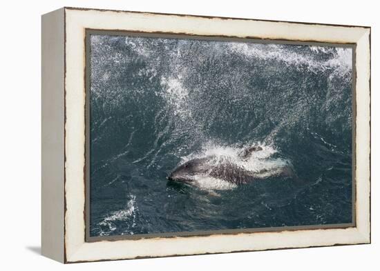 Adult Peale's Dolphin in Heavy Seas Near New Island Nature Reserve, Falkland Islands-Michael Nolan-Framed Premier Image Canvas